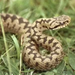 adder-vipera-berus-900x541.webp.webp