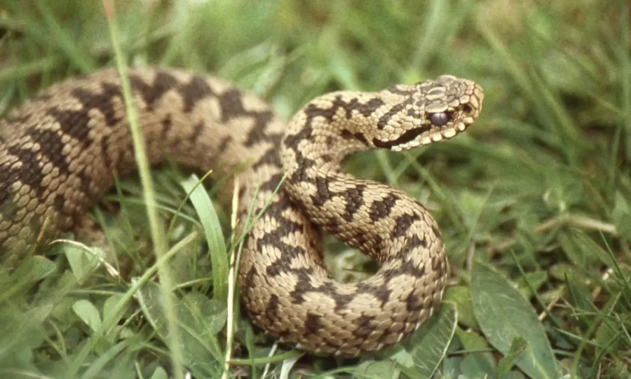 adder-vipera-berus-900x541.webp.webp