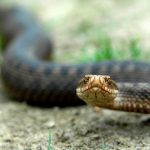 vipera_berus_main_naturalist_if_ua.jpg