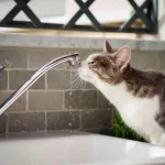 wather_vinnitsya_-extra-extra-large-900x599.webp.webp
